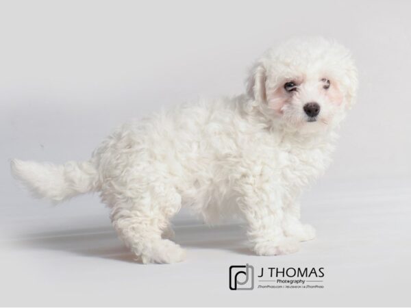 Bichon Frise DOG Female White 19259 Petland Topeka, Kansas