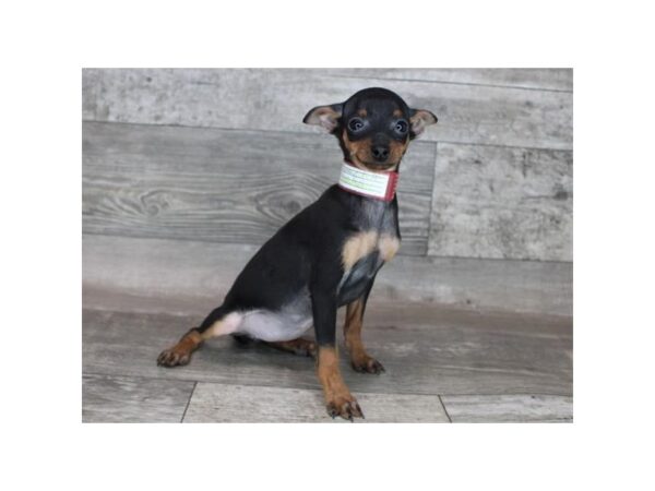 Miniature Pinscher DOG Female Black / Rust 19282 Petland Topeka, Kansas