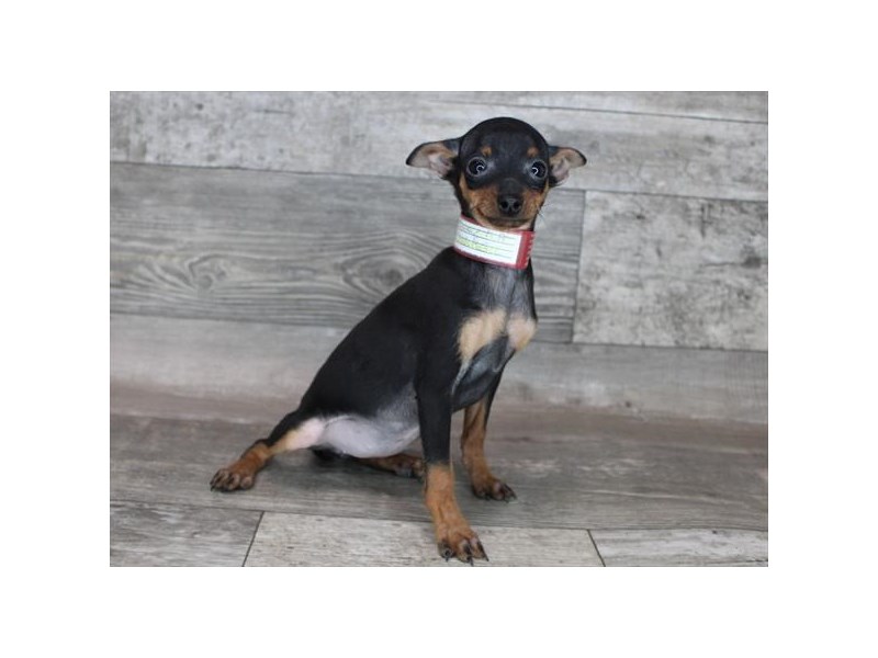 Miniature Pinscher-DOG-Female-Black / Rust-3516508-Petland Topeka, Kansas