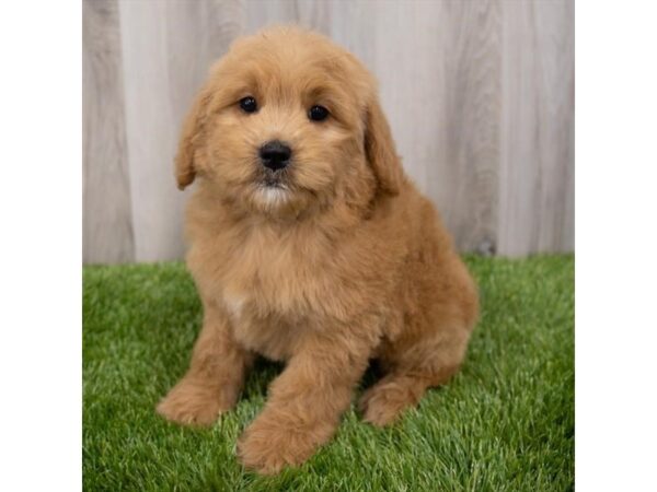 Goldendoodle Mini DOG Female Red 19286 Petland Topeka, Kansas