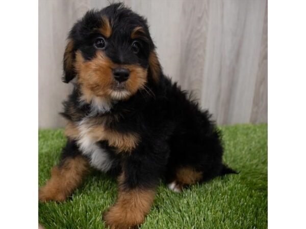 Bernedoodle Mini DOG Female Black / Tan 19290 Petland Topeka, Kansas