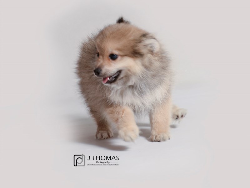 Pomeranian-DOG-Female-Sable-3517019-Petland Topeka, Kansas
