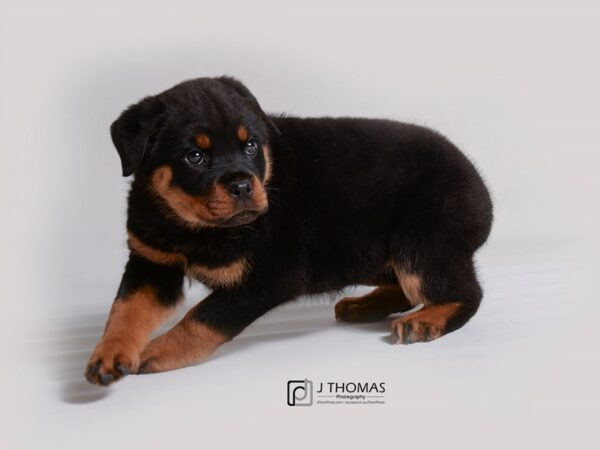 Rottweiler DOG Female Black / Rust 19289 Petland Topeka, Kansas