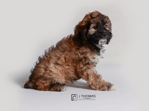 Cock A Poo-DOG-Female-Sable-19288-Petland Topeka, Kansas