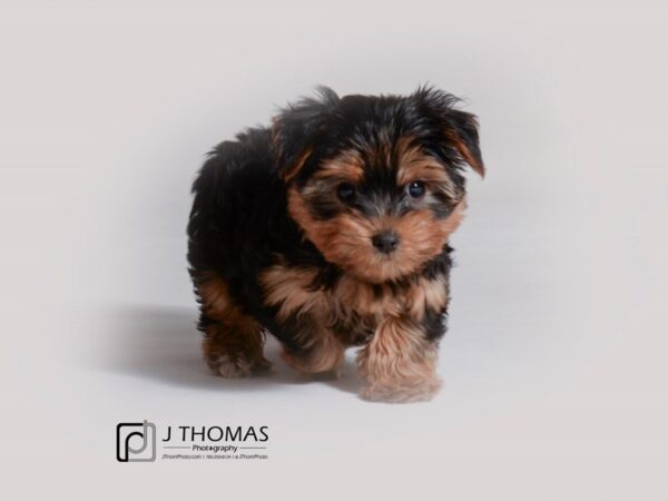 Yorkshire Terrier DOG Female Black / Tan 19284 Petland Topeka, Kansas