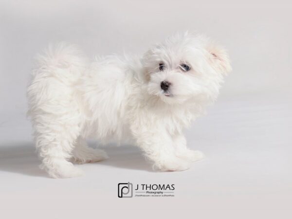 Maltese DOG Female White 19281 Petland Topeka, Kansas