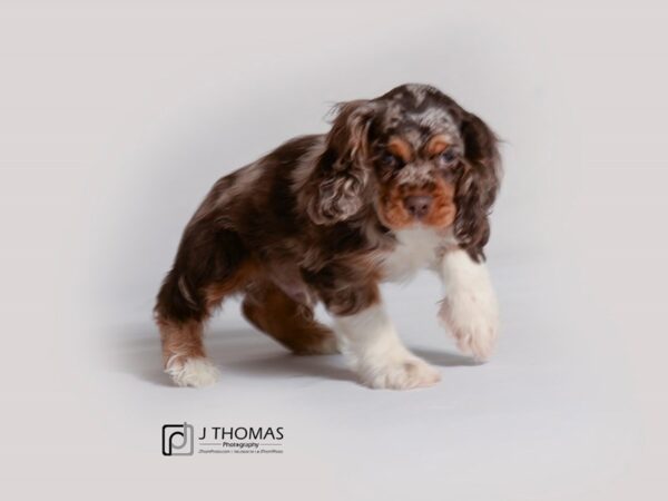 Cocker Spaniel DOG Male Brown / White 19279 Petland Topeka, Kansas