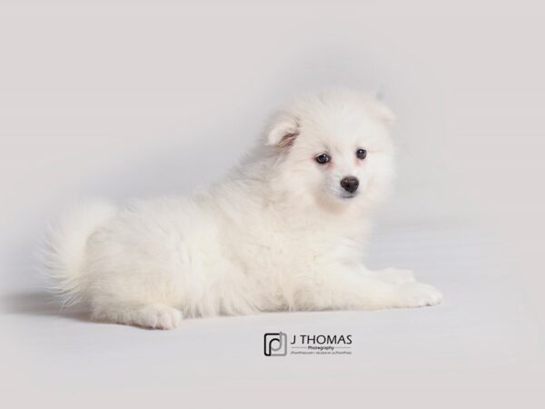 American Eskimo Dog DOG Female White 19278 Petland Topeka, Kansas