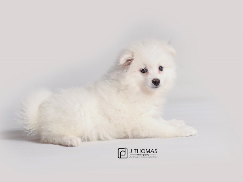 American Eskimo Dog-DOG-Female-White-3516510-Petland Topeka, Kansas