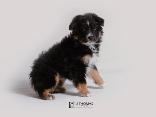 Miniature Australian Shepherd DOG Female Black Tan / White 19277 Petland Topeka, Kansas