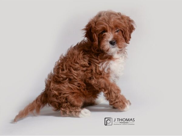 Cavapoo DOG Female Red and White 19295 Petland Topeka, Kansas