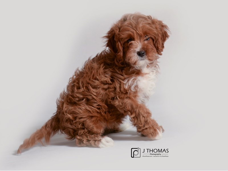 Cavapoo-DOG-Female-Red and White-3517038-Petland Topeka, Kansas