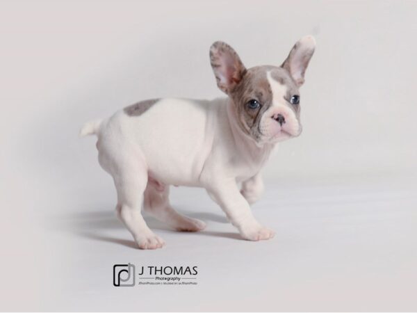 French Bulldog-DOG-Male-Blue Fawn Pied-19293-Petland Topeka, Kansas