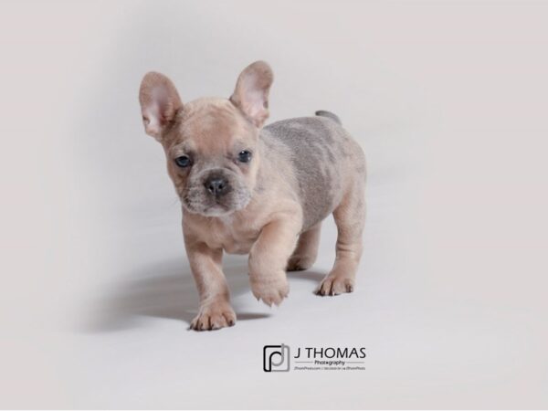 French Bulldog-DOG-Male-Blue Merle-19294-Petland Topeka, Kansas