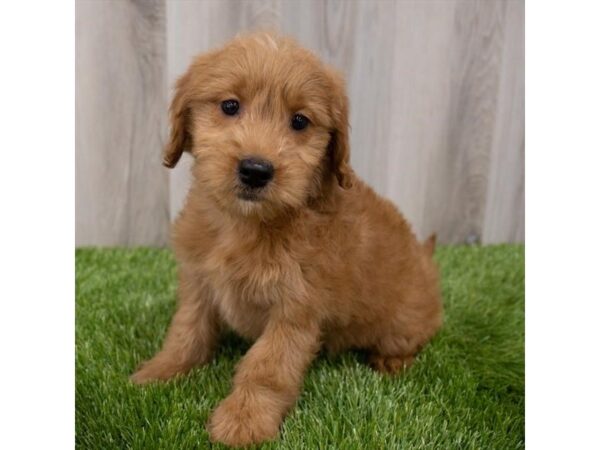 Goldendoodle Mini DOG Female Apricot 19312 Petland Topeka, Kansas