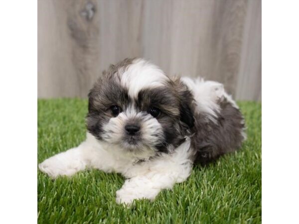 Teddy Bear DOG Male Brindle / White 19317 Petland Topeka, Kansas