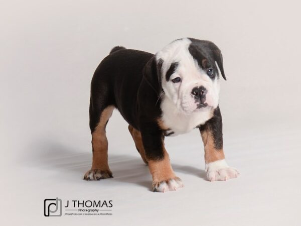 English Bulldog DOG Male Black Tri 19320 Petland Topeka, Kansas