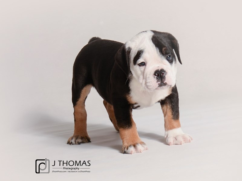 English Bulldog-DOG-Male-Black Tri-3528320-Petland Topeka, Kansas