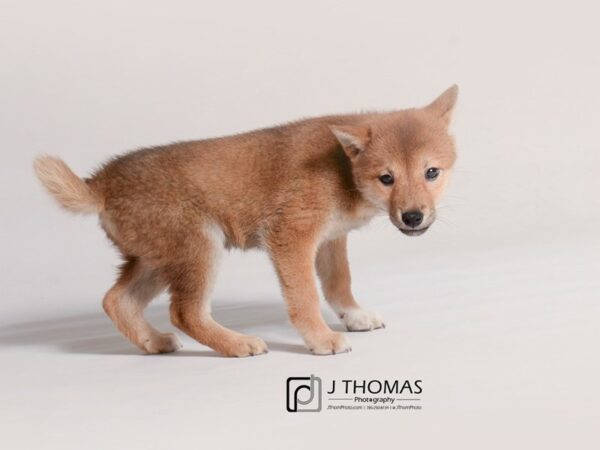 Shiba Inu DOG Female Red Sesame 19318 Petland Topeka, Kansas