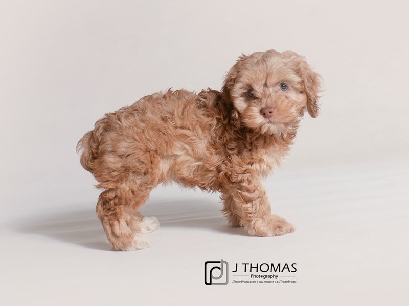 Cock A Poo Puppy Red ID 19313 Located at Petland Topeka Kansas