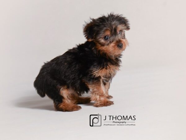 Yorkshire Terrier-DOG-Male-Black / Tan-19311-Petland Topeka, Kansas