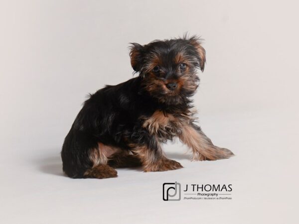 Yorkshire Terrier DOG Female Black / Tan 19310 Petland Topeka, Kansas