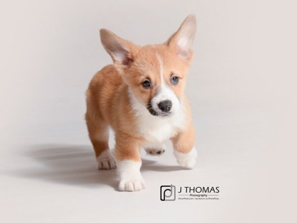 Pembroke Welsh Corgi DOG Female Sable / White 19308 Petland Topeka, Kansas