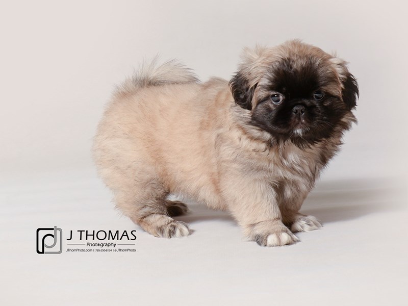 Pekingese Puppy Sable ID:19307 Located at Petland Topeka, Kansas