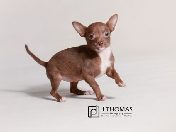 Chihuahua DOG Female Chocolate 19304 Petland Topeka, Kansas