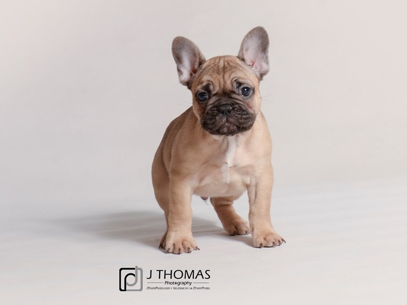 Masked fawn online french bulldog