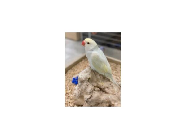 Indian Ringneck Parakeet Bird Rainbow Lacewing 19608 Petland Topeka, Kansas