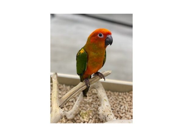 Sun Conure Bird 19601 Petland Topeka, Kansas