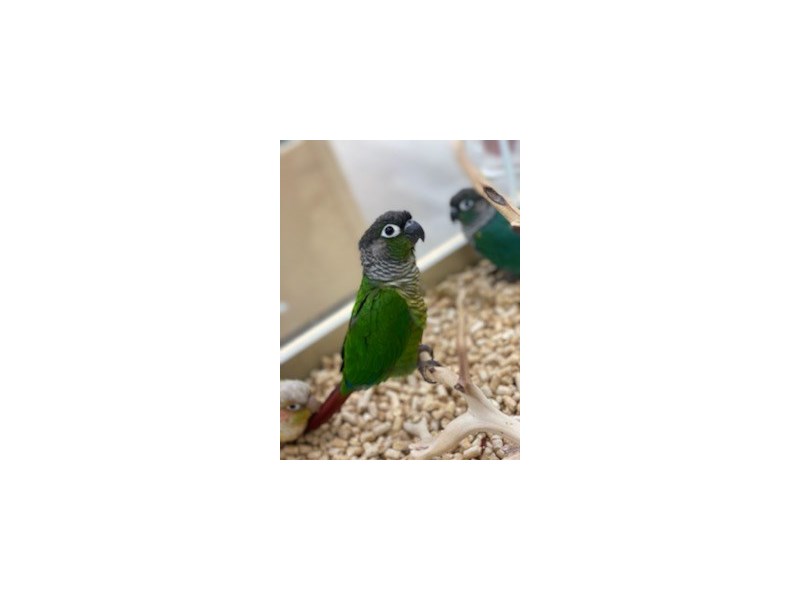 [#19610] Green Cheek Conure Birds For Sale #1