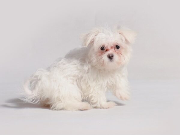 Maltese Dog Female White 19658 Petland Topeka, Kansas