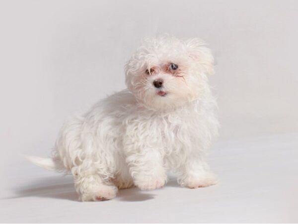 Maltese Dog Female White 19657 Petland Topeka, Kansas