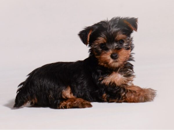 Yorkshire Terrier Dog Female Black / Tan 19689 Petland Topeka, Kansas