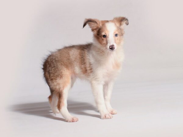 Shetland Sheepdog Dog Female Sable Merle / White 19719 Petland Topeka, Kansas