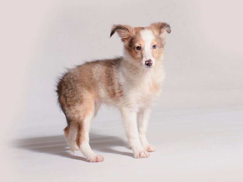 Shetland Sheepdog-Dog-Female-Sable Merle / White-3750871-Petland Topeka, Kansas