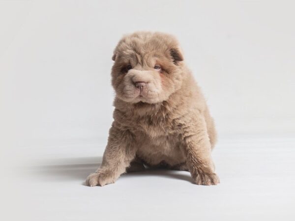 Chinese Shar-Pei Dog Female Lilac Dilute 19760 Petland Topeka, Kansas