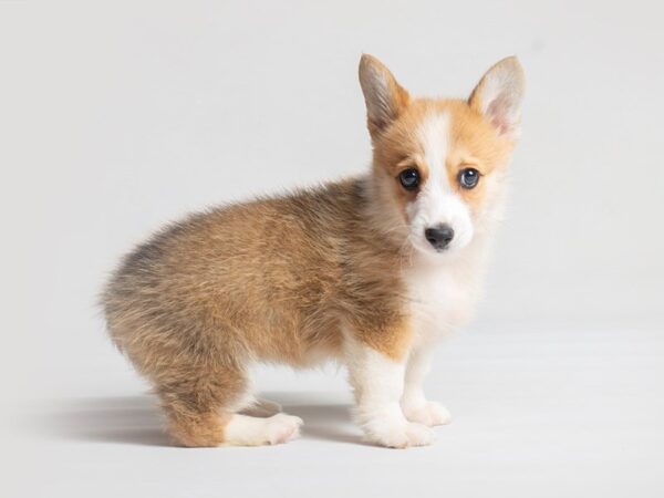 Pembroke Welsh Corgi Dog Female Red / White 19755 Petland Topeka, Kansas