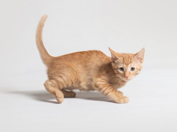 Domestic Short Hair-Cat-Male-Orange Tabby-19723-Petland Topeka, Kansas