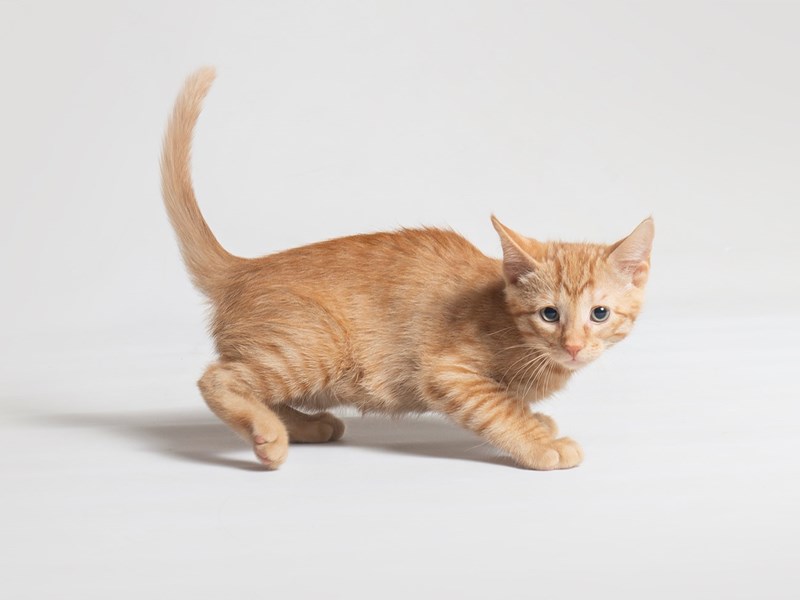 Domestic Short Hair-Cat-Male-Orange Tabby-3764231-Petland Topeka, Kansas