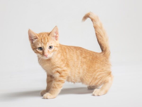 Domestic Short Hair-Cat-Male-Orange Tabby-19722-Petland Topeka, Kansas