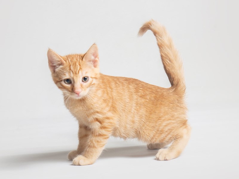 Domestic Short Hair-Cat-Male-Orange Tabby-3764230-Petland Topeka, Kansas