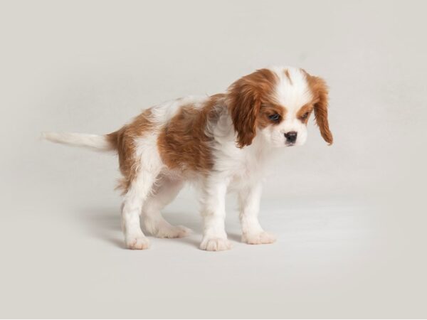 Cavalier King Charles Spaniel Dog Female Blenheim 19763 Petland Topeka, Kansas