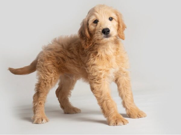 Goldendoodle Dog Male Golden 19785 Petland Topeka, Kansas