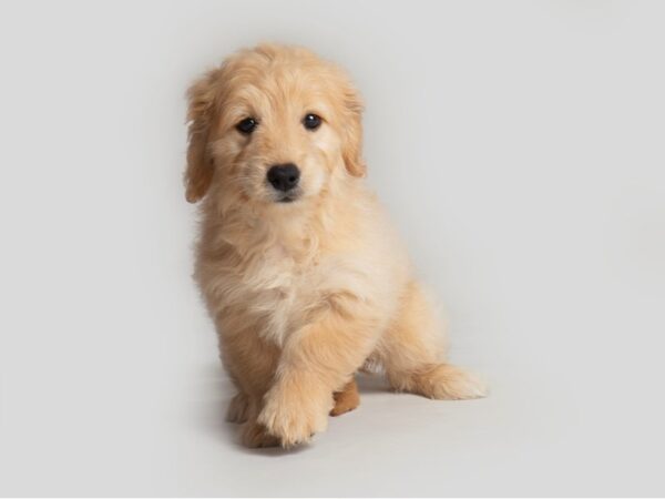 Goldendoodle Dog Female Golden 19784 Petland Topeka, Kansas