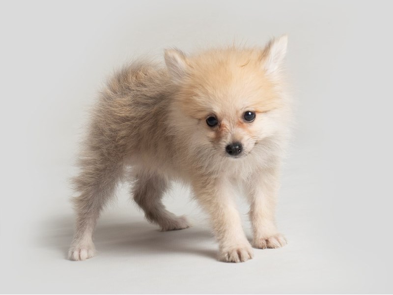 Pomeranian-Dog-Male-Sable-3795640-Petland Topeka, Kansas