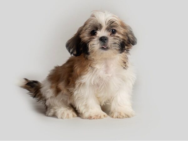 Shih Tzu Dog Male Gold and White 19777 Petland Topeka, Kansas