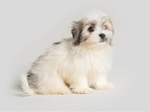 HavaPom Dog Male Black and White 19775 Petland Topeka, Kansas